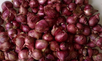 Shallot - red onion